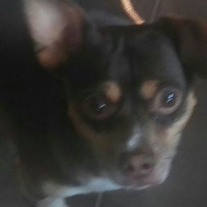 Meet your Posher, Feli